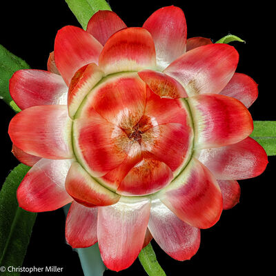 Chris Miller - Photographer